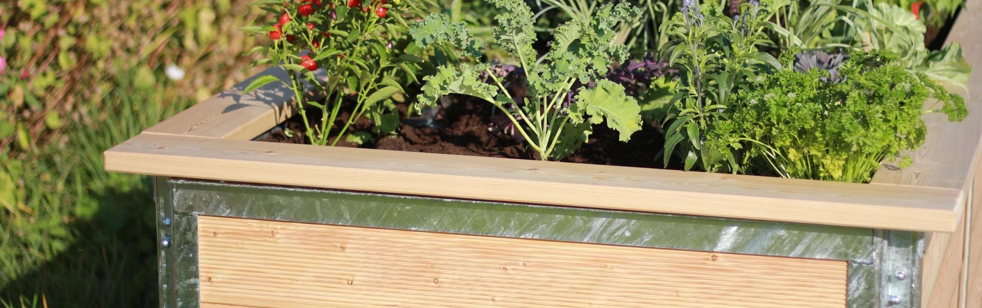 hortico  garten hochbeet bepflanzt mit chilli
