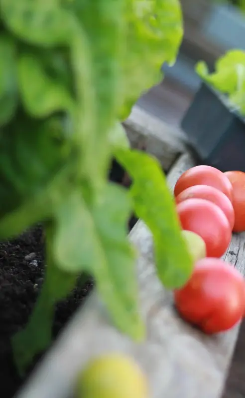 Tomaten liegen auf dem Hochbeete