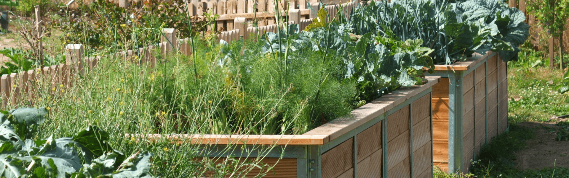 garten hochbeet mit frischem gemuese