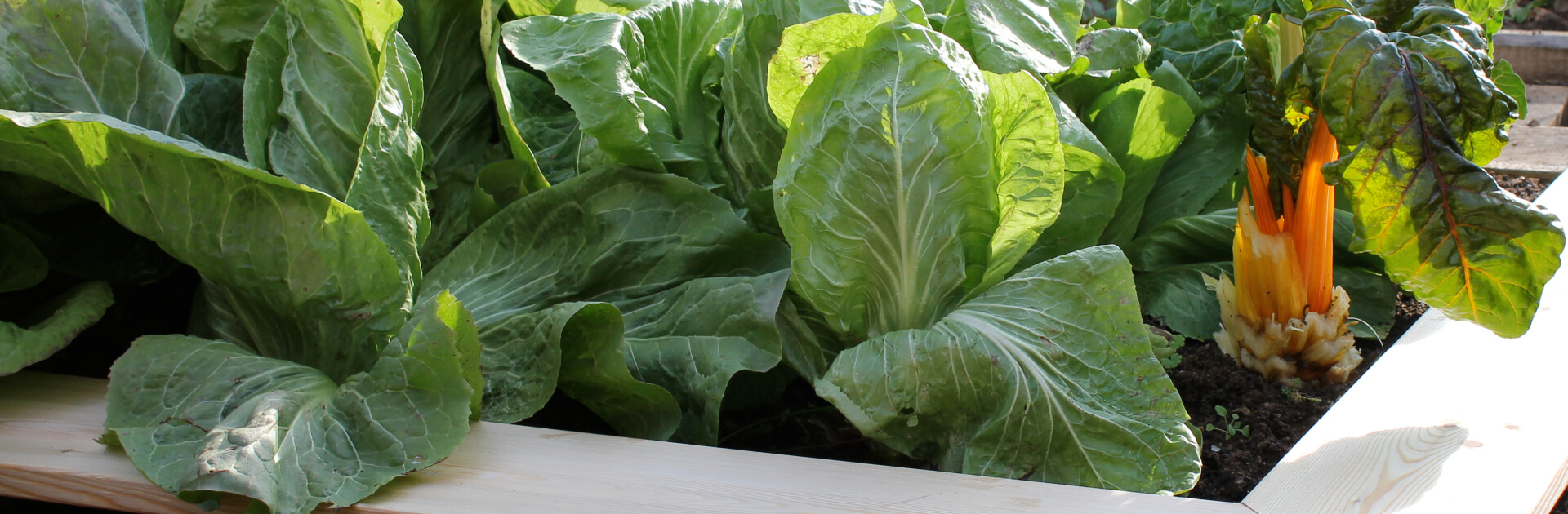 garten-hochbeet-bepflanzt-mit-zuckerhut-und-mangold