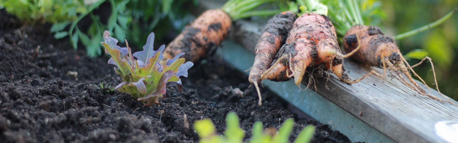 karotten mit verwachsenen wurzeln liegen auf dem hochbeet