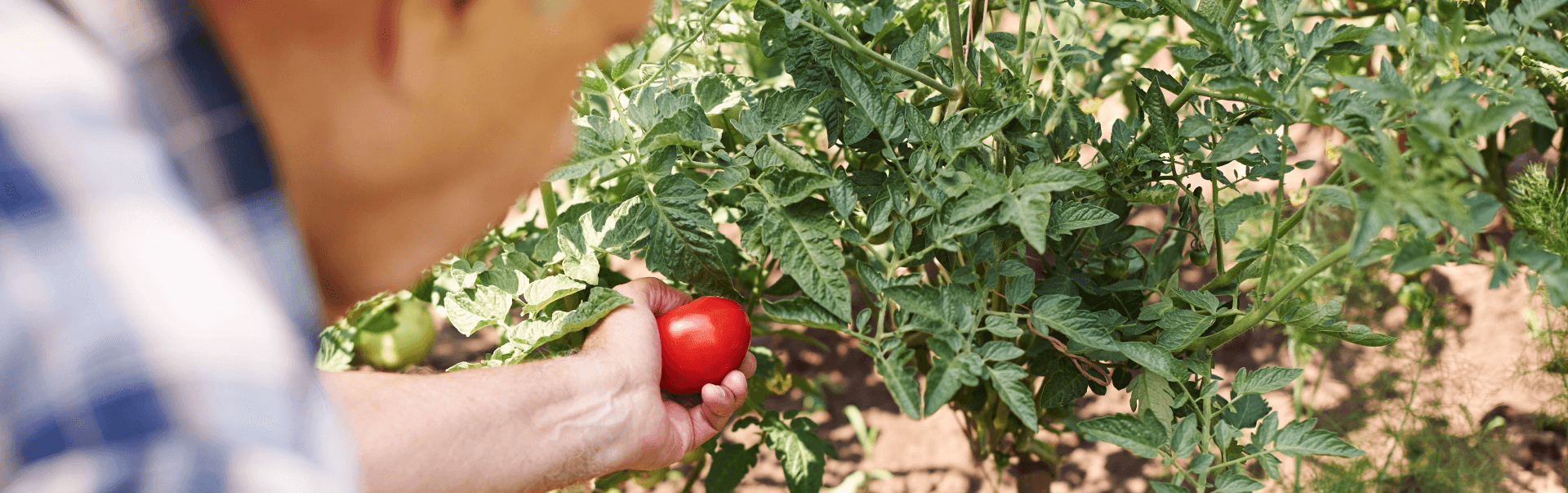 Gemüse aus dem eigenen Hochbeet