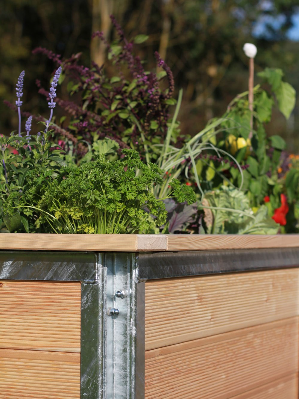 Hochbeet bepflanzt mit Kräutern