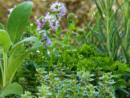 Kräuter im Garten