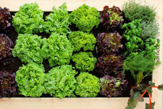 Hochbeet Salate