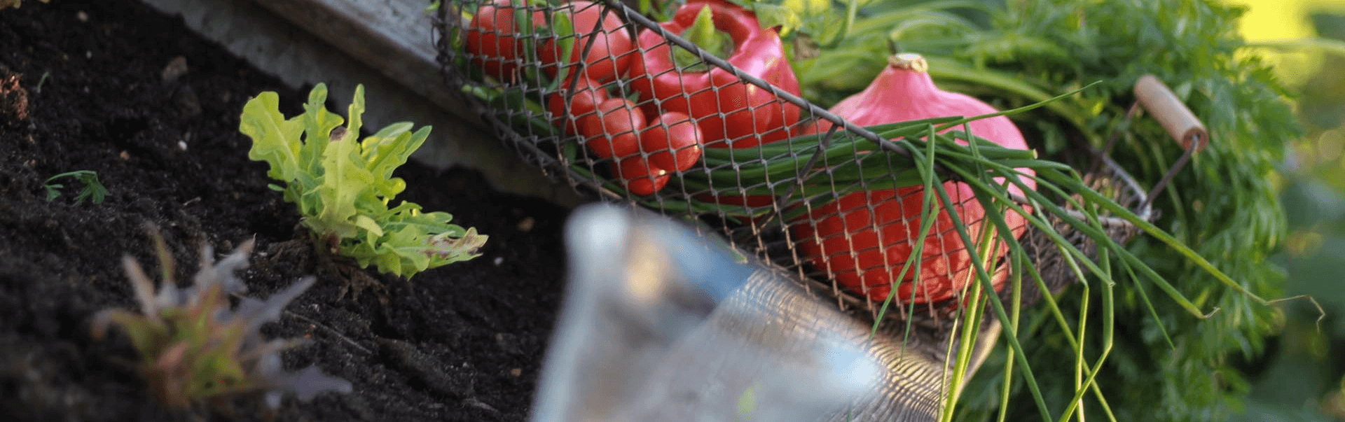 Gemüse aus dem eigenen Hochbeet