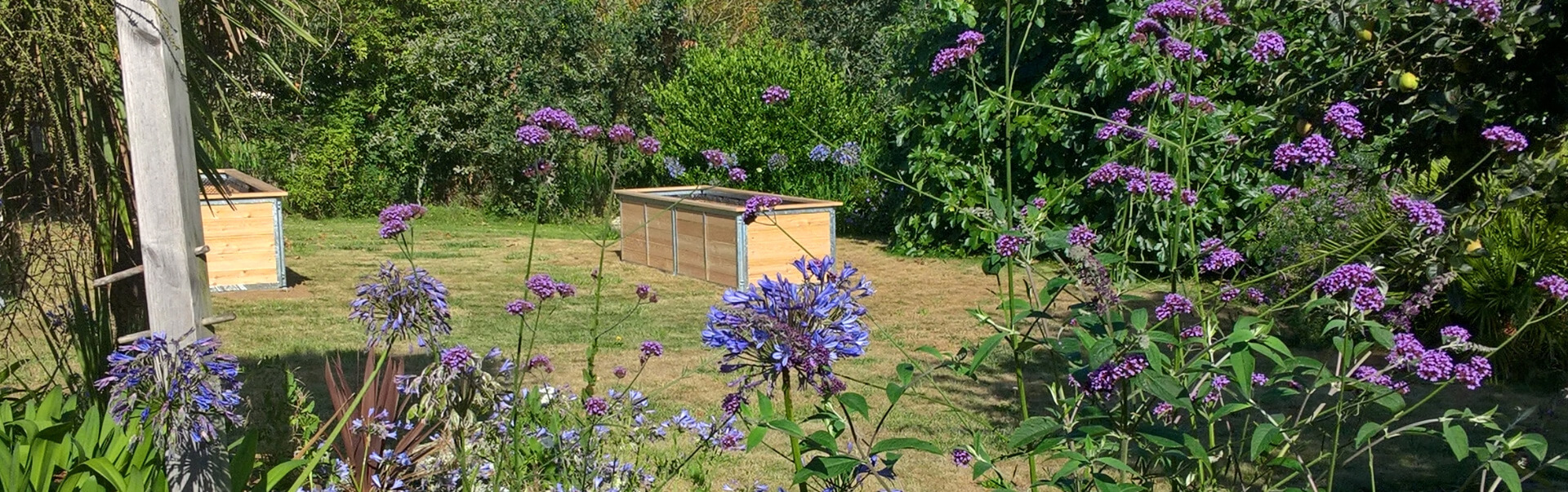 zwei lange hochbeete stehen im garten vor feigenbaum