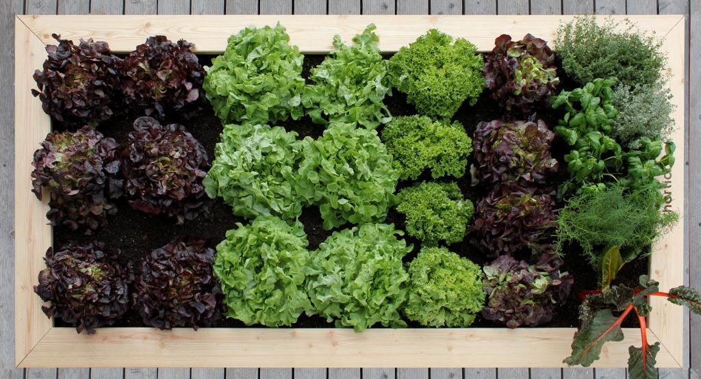 Hochbeet bepflanzt mit Salat
