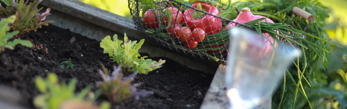 tomaten und paprika liegen im ertekorb