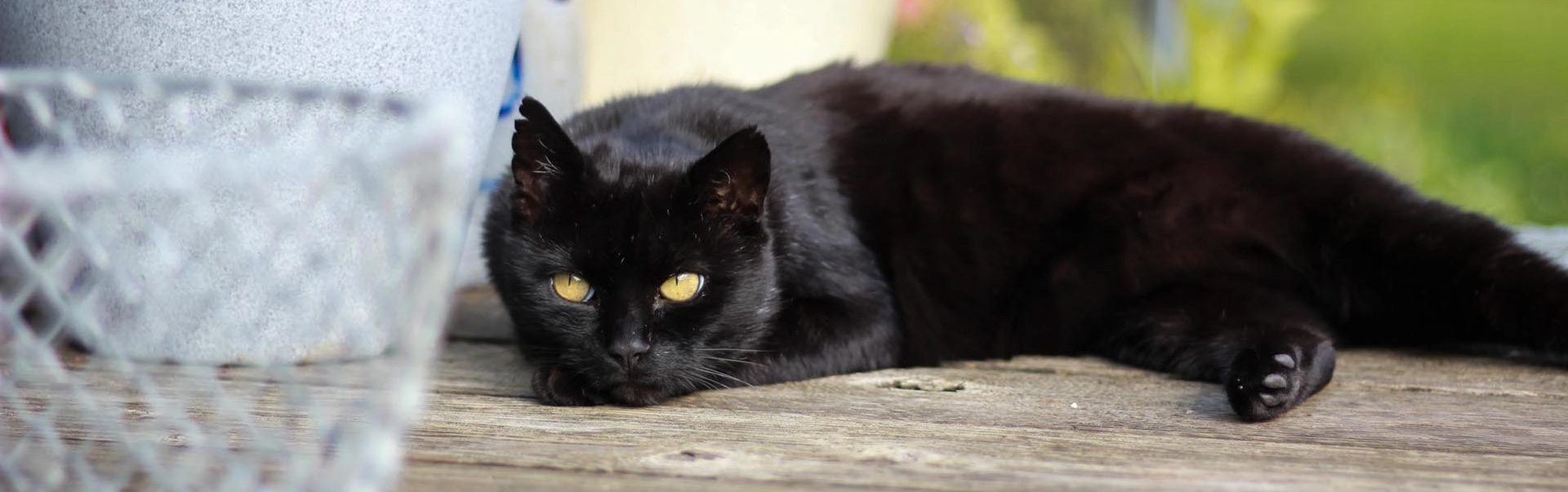 schwarzer Kater Nero liegt auf dem Gartentisch